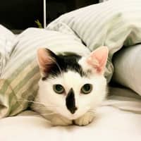 Photo of Moo Moo
