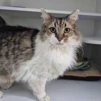 Photo of Lé Chonk 