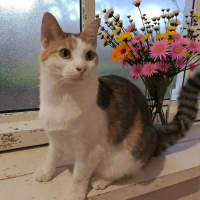 Photo of Dolly* 9 Lives Project Rescue*