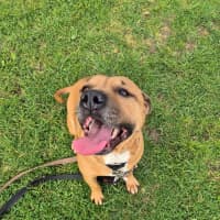 Photo of Tulip (64292)