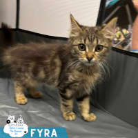 Photo of Fyra