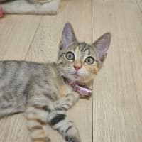 Photo of Drizzle – Ringworm Special $49