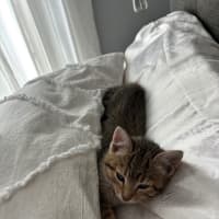 Photo of Fern