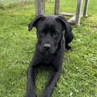 Photo of Laika