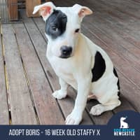 Photo of Boris   16 Week Old Staffy X