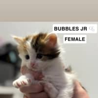 Photo of Bubbles Jr