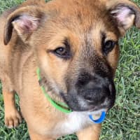 Photo of Simba