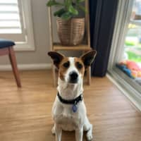 Photo of Mila   5 Year Old Jack Russell Terrier X