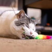 Photo of Tom   In Foster Care In Reservoir