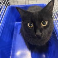 Photo of Shadow
