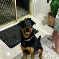 Photo of Maggie   2 Year Old Shepherd X Rottweiler (Trial)