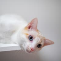 Photo of Mango