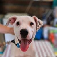 Photo of Winston