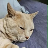 Photo of Thor