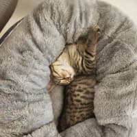 Photo of Croissant