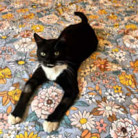 Photo of Flint   Located In Keilor Downs