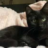 Photo of Raisin Cookie