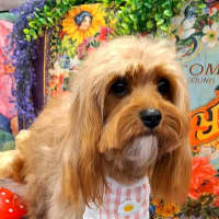 Photo of Po 