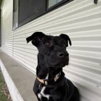 Photo of Archie