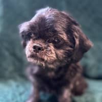 Photo of Biggie (Bonded To Bonnie)