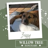 Photo of Ziggy