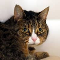 Photo of Coco Sua014206