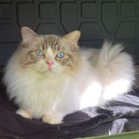 Photo of Fudge