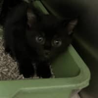 Photo of Purrlock Holmes