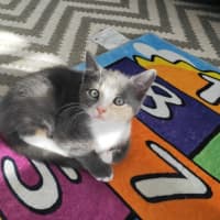 Photo of Laylah