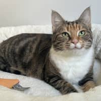 Photo of Penny