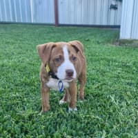 Photo of Nutmeg   4 Month Old Staffy X