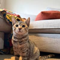 Photo of Chai