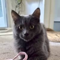 Photo of Luna