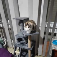 Photo of Tinkerbell Meet Me @Petstock Carrum Downs Store