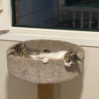 Photo of Ginny (Weasley) Of Harry Potter Fame