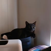 Photo of Salem
