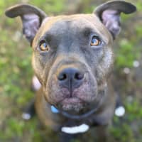 Photo of Bindi 