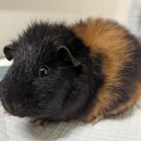 Photo of Bumble
