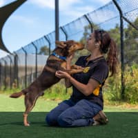 Photo of Bonsai Imp 248