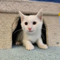 Photo of Toodles