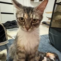Photo of Sugar