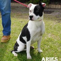 Photo of Aries