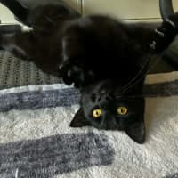 Photo of Sapphire *9 Lives Project Rescue*