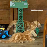 Photo of Blaze  Meet Me At Pet Stock Chelsea