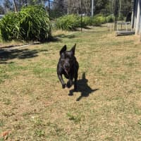 Photo of Miss Bambi (4286)