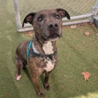 Photo of Moxie