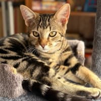 Photo of Bailey   Reduced Adoption Fee $200