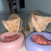 Photo of Mufasa ** 2nd Chance Cat Rescue**