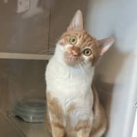 Photo of Alfie