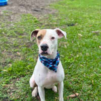 Photo of Dustin *$150 Adoption Fee*